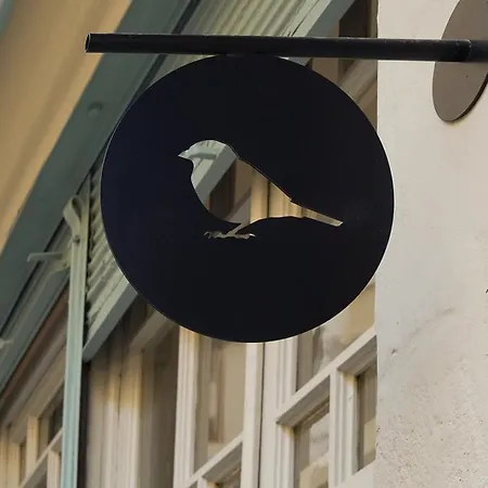 Passer Domesticus
