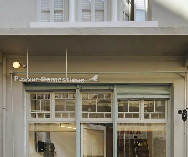 Passer Domesticus